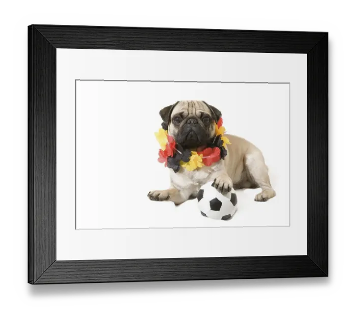 Framed Print : A young pug with a black, red and gold garland around its neck and with a paw on top of a football