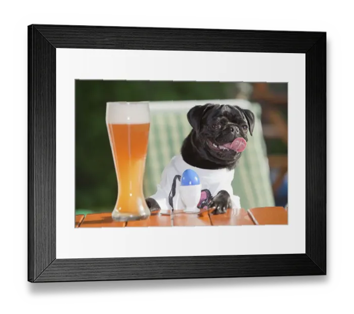 Framed Print : Young pug wearing a T-shirt, sitting behind a wheat beer and an Easter egg
