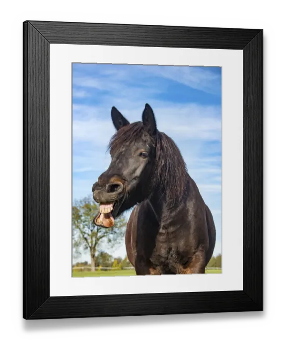 Framed Print : neighing Horse, Portrait, Bavaria, Germany, Europe Framed Print : neighing Horse, Portrait, Bavaria, Germany, Europe