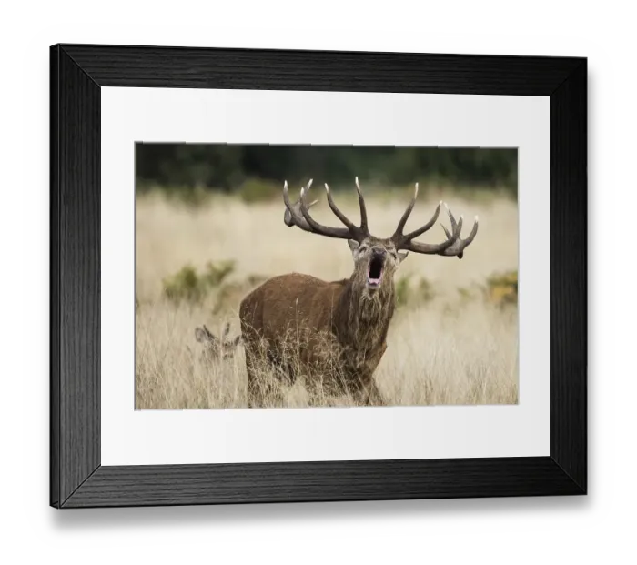 Framed Print : Stag of Red Deer (Cervus elaphus) in rut time Framed Print : Stag of Red Deer (Cervus elaphus) in rut time