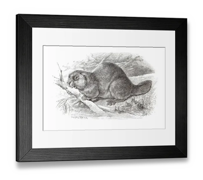 Framed Print : Copper engraving, beaver Framed Print : Copper engraving, beaver