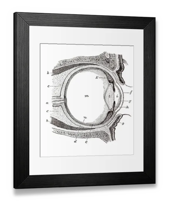 Framed Print : Eye, anatomical illustration