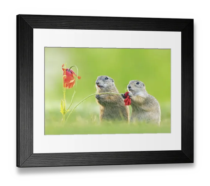 Framed Print : European ground squirrel (Spermophilus citellus) feeding on poppies Framed Print : European ground squirrel (Spermophilus citellus) feeding on poppies