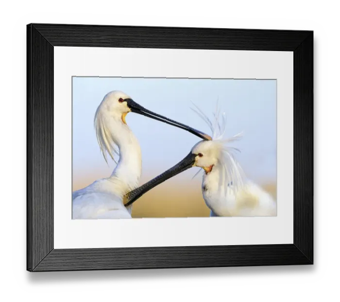Framed Print : Spoonbills Spoonbills (Platalea leucorodia) preening each other