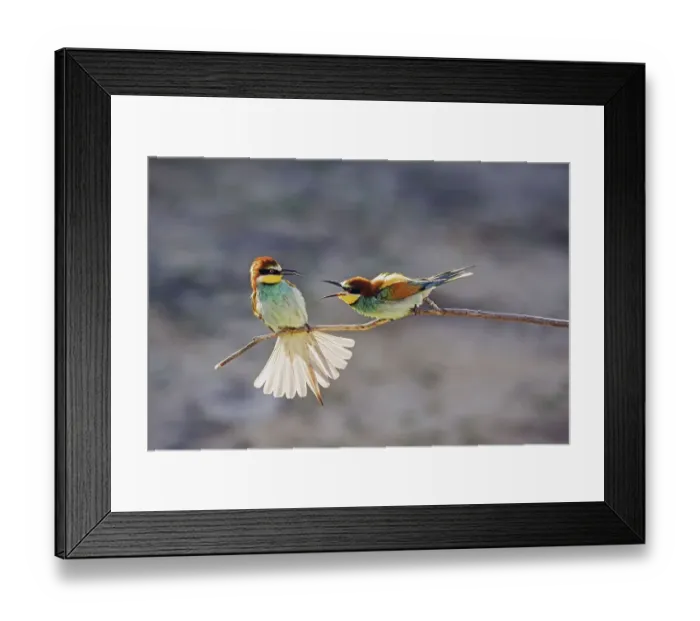 Framed Print : European bee eater (Merops apiaster)