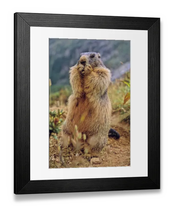 Framed Print : Alpine marmot Marmota marmota near Saas Fee Switzerland