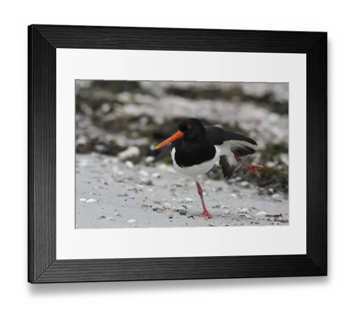Framed Print : Oystercatcher (Haematopus ostralegus) Framed Print : Oystercatcher (Haematopus ostralegus)