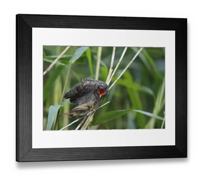 Framed Print : A young Common Cuckoo (Cuculus canorus) is fed by its host