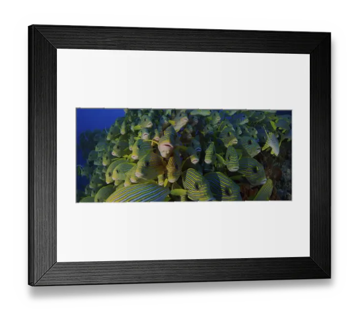 Framed Print : Very big school of Ribboned sweetlips (Plectorhinchus polytaenia)