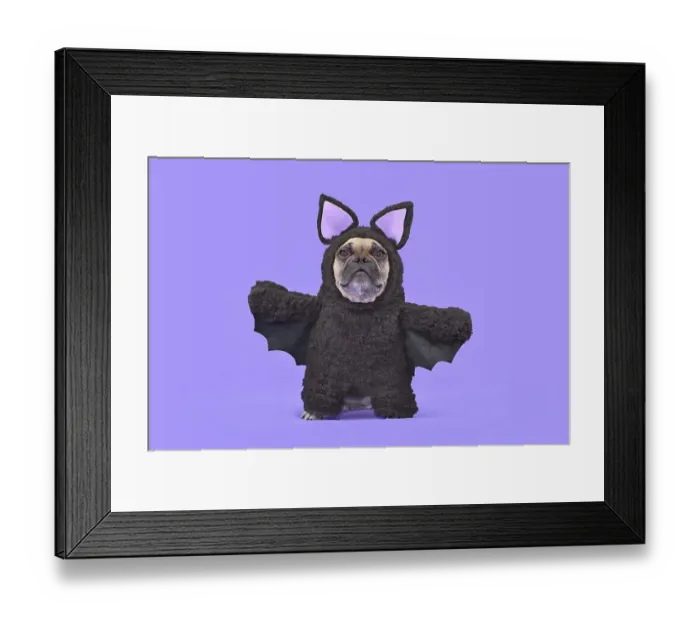 Framed Print : Halloween dog costume. French Bulldog wearing funny homemade full body bat costume in front of purple background