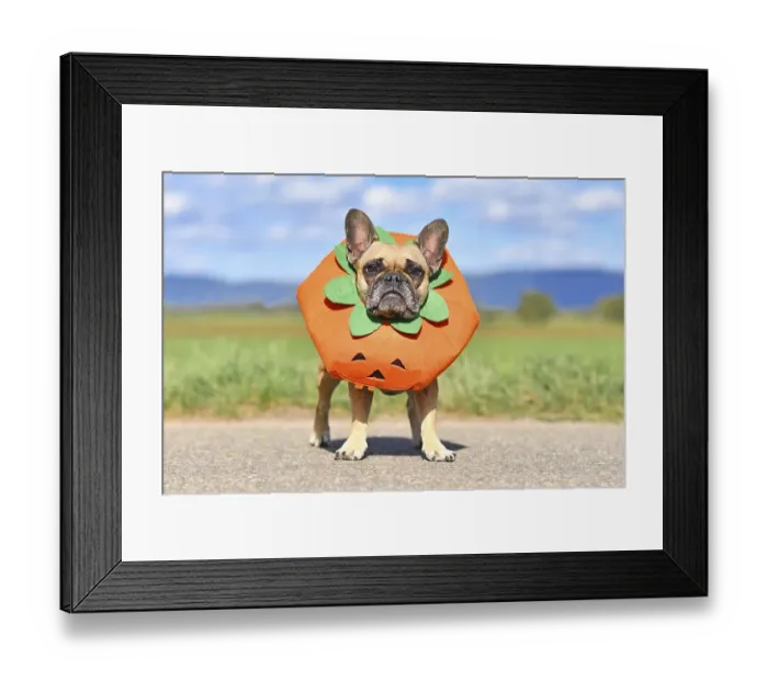 Framed Print : French Bulldog dog dressed up with funny pumpkin Halloween costume standing in front of blurry field