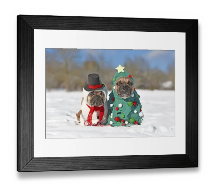 Framed Print : Dogs in Christmas costumes. Two French Bulldogs dresses up as funny Christmas tree and snowman in snow