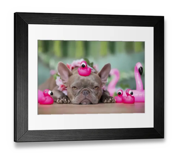 Framed Print : French Bulldog dog with tropical flower garlands and rubber toy flamingos in front of green background