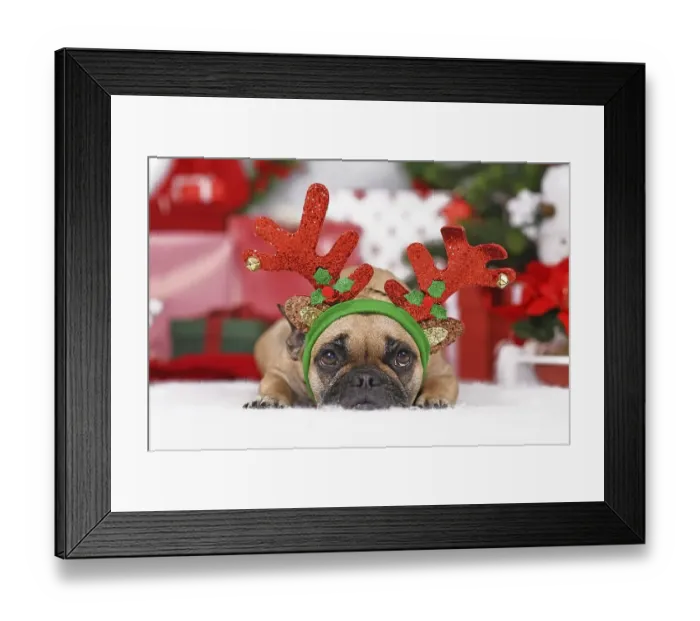 Framed Print : Reindeer Christmas costume dog