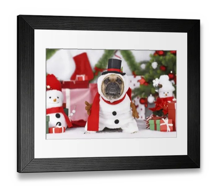 Framed Print : Snowman dog. French Bulldog weaaing funny Christmas costume next to Christmas tree and gift boxes