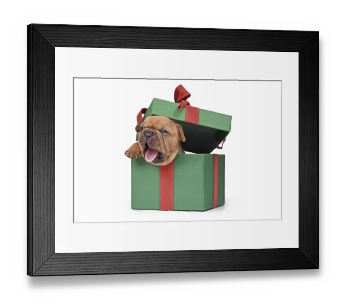 Framed Print : Yawning French Bulldog puppy peaking out of green Christmas gift box on white background