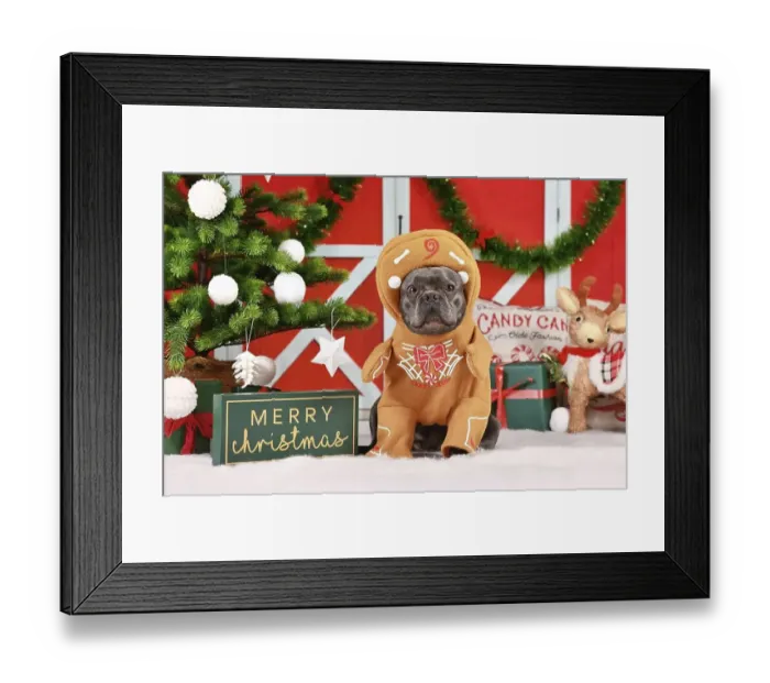 Framed Print : Funny dog Christmas costume. French Bulldog wearing gingerbread outfit with arms surrounded by festive decoration