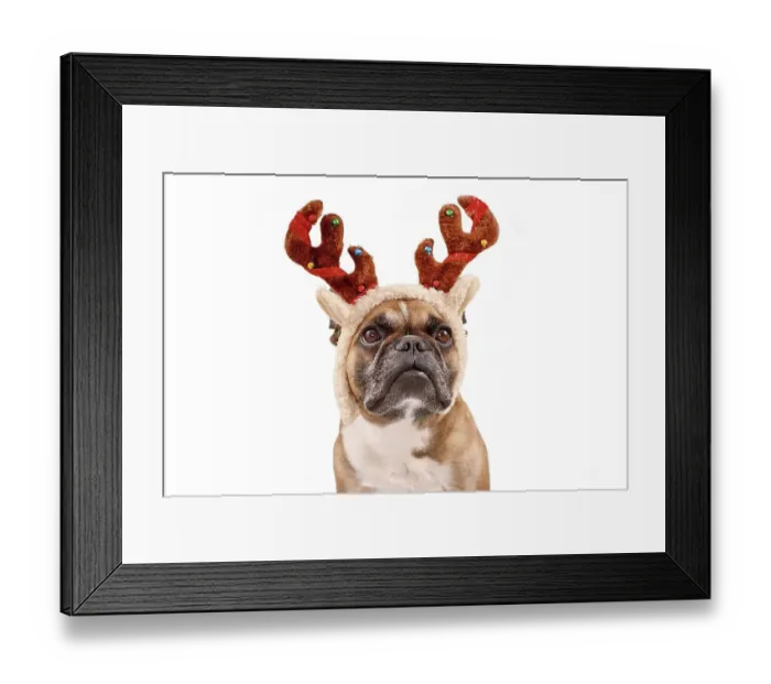 Framed Print : French Bulldog dog with Christmas reindeer antler costume on white background Framed Print : French Bulldog dog with Christmas reindeer antler costume on white background