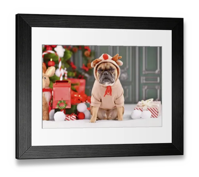 Framed Print : Grumpy Christmas reindeer dog Framed Print : Grumpy Christmas reindeer dog