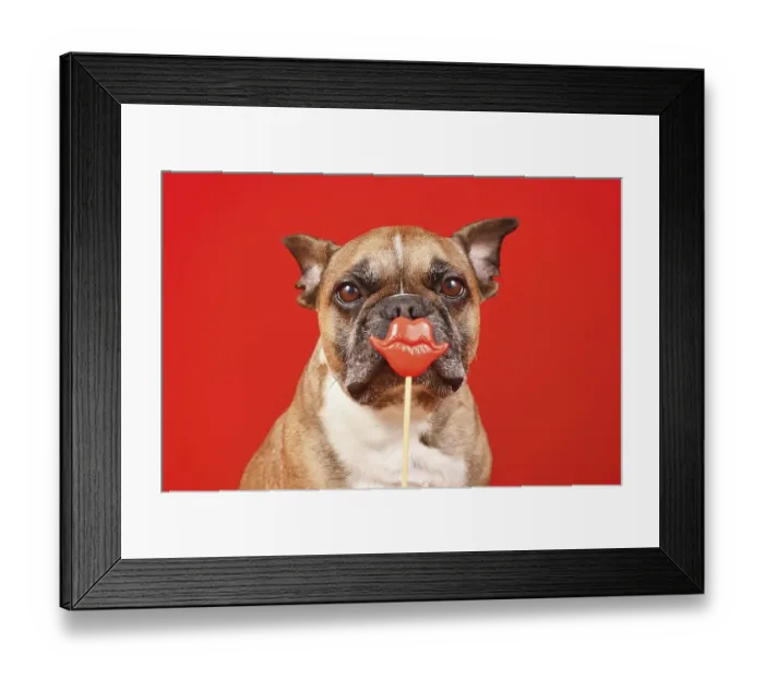 Framed Print : French Bulldog dog with Valentines Day kiss lips photo prop in front of red background Framed Print : French Bulldog dog with Valentines Day kiss lips photo prop in front of red background