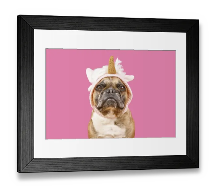 Framed Print : French Bulldog dog with wearing a funny knitted unicorn costume hat in front of pink background Framed Print : French Bulldog dog with wearing a funny knitted unicorn costume hat in front of pink background