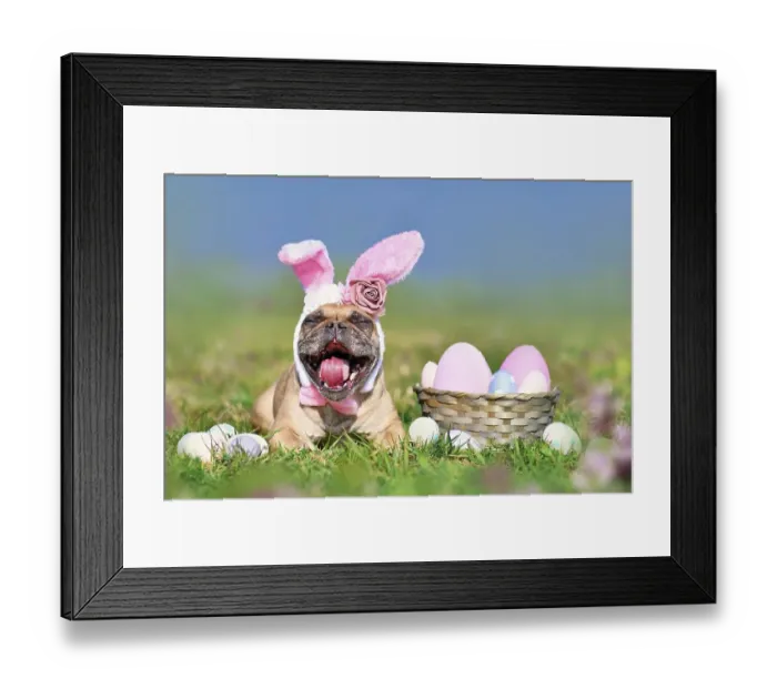 Framed Print : Funny Easter French Bulldog dog with rabbit costume ears next to easter eggs