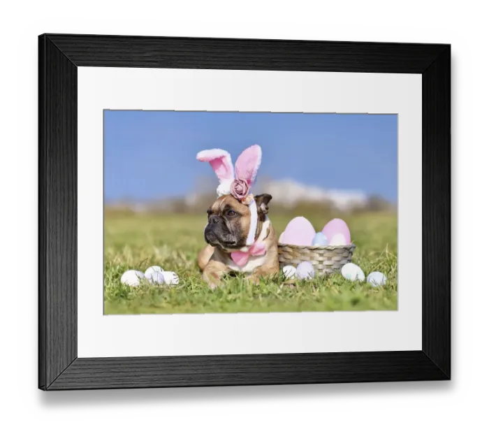 Framed Print : French Bulldog dog with rabbit costume ears next to easter eggs