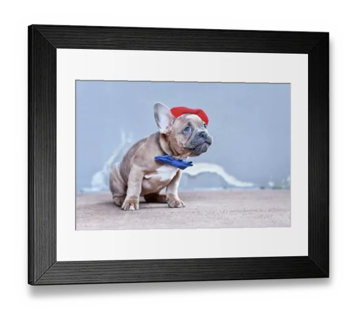 Framed Print : French Bulldog dog puppy wearing red beret hat and bow tie