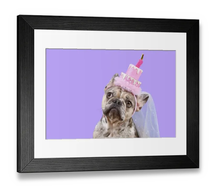 Framed Print : Funny French Bulldog dog with birthday party cake hat on violet background with copy space Framed Print : Funny French Bulldog dog with birthday party cake hat on violet background with copy space