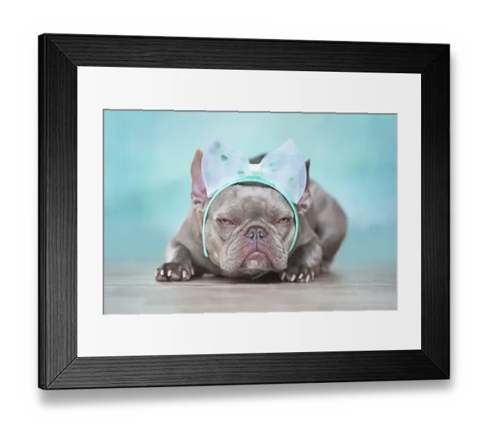 Framed Print : Grumpy looking French Bulldog dog wearing ribbon headband in front of blue wall
