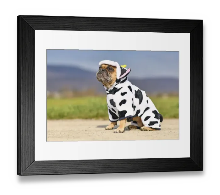 Framed Print : Sitting French Bulldog dog wearing a funny Halloween cow costume