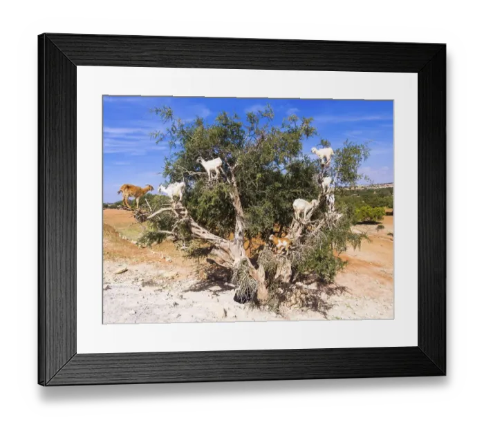 Framed Print : Goats (Capra) feeding on Argan fruits or Argan nuts on an Argan tree (Argania spinosa) Framed Print : Goats (Capra) feeding on Argan fruits or Argan nuts on an Argan tree (Argania spinosa)