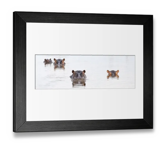 Framed Print : Hippos (Hippopotamus amphibius) in a water hole