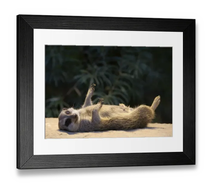 Framed Print : Meerkat (Suricata suricatta)