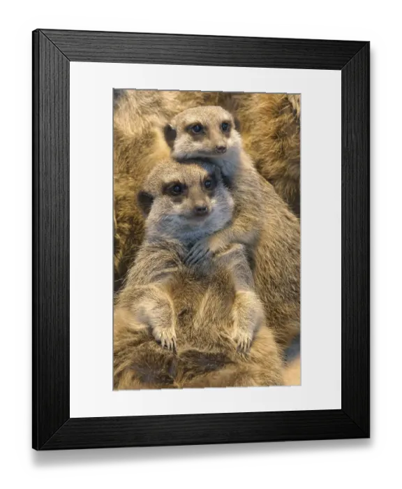 Framed Print : Meerkat (Suricata suricatta) Framed Print : Meerkat (Suricata suricatta)
