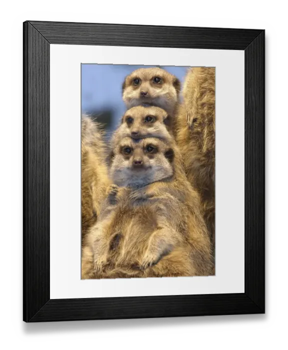 Framed Print : Meerkat (Suricata suricatta) Framed Print : Meerkat (Suricata suricatta)