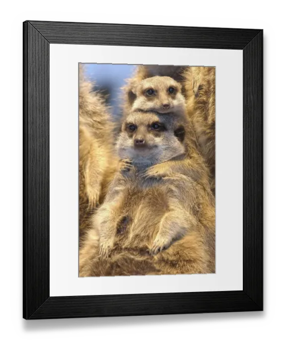 Framed Print : Meerkat (Suricata suricatta) Framed Print : Meerkat (Suricata suricatta)