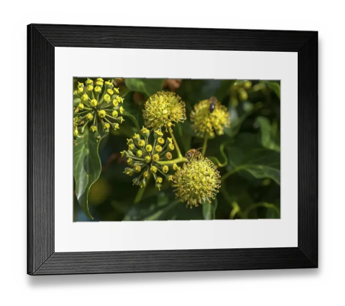 Framed Print : Flowering ivy (Hedera) with a honeybee (Apis) Framed Print : Flowering ivy (Hedera) with a honeybee (Apis)