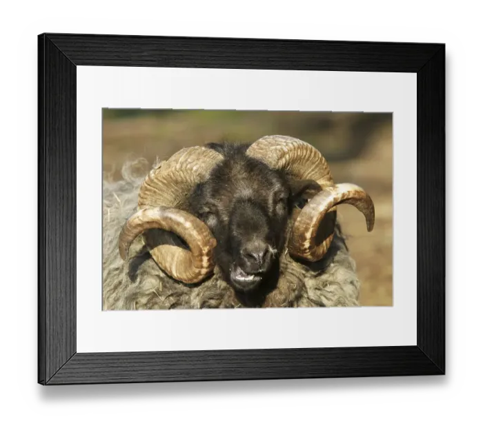 Framed Print : Sheep race Skudde, portrait Framed Print : Sheep race Skudde, portrait