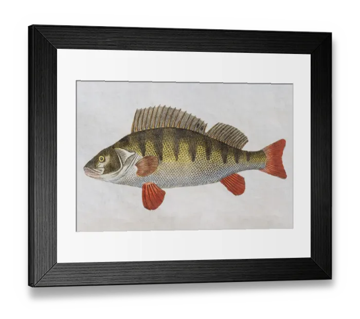 Framed Print : Perch (Perca fluviatilis), hand-colored copper engraving from Friedrich Justin Bertuch picture book for children