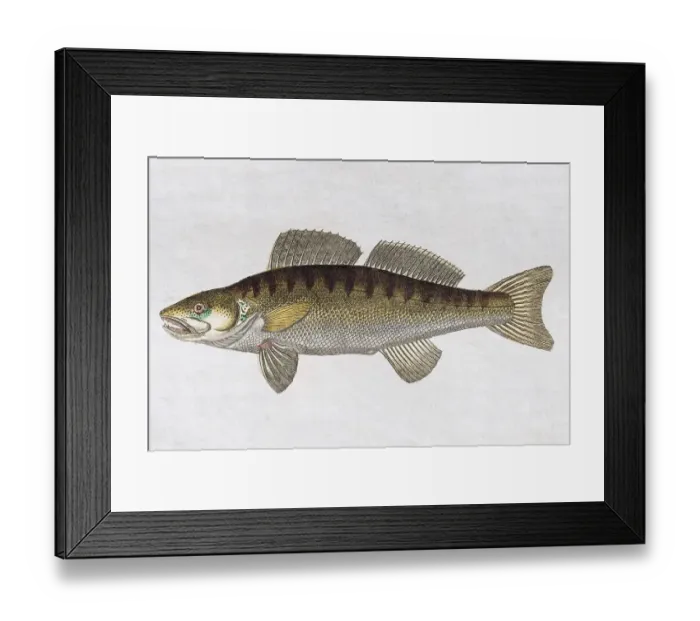 Framed Print : Zander (Sander lucioperca), handpainted copper engraving from Friedrich Justin Bertuch Picture book for children