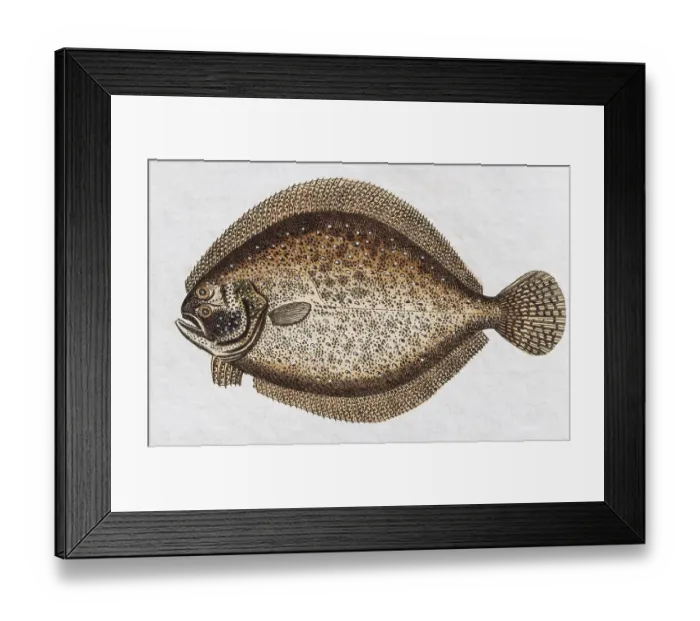 Framed Print : Turbot (Scophthalmus maximus), handpainted copper engraving from Friedrich Justin Bertuch Picture book for children