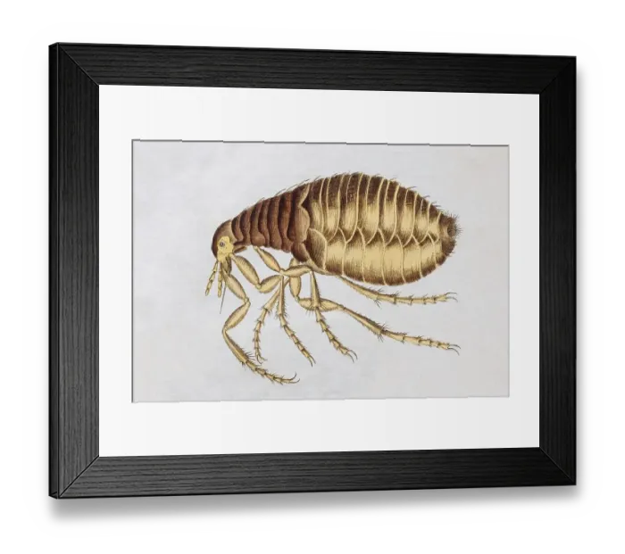 Framed Print : Flea (Siphonaptera), handcoloured copper engraving