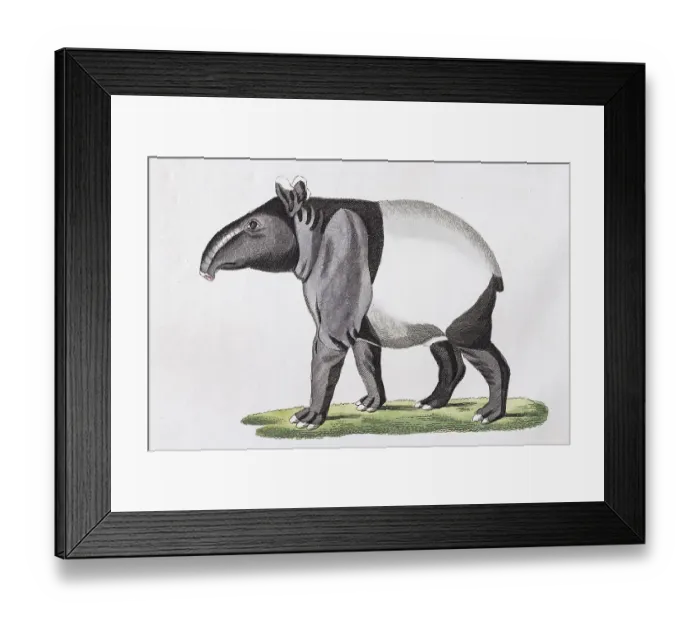 Framed Print : Maiba (Tapirus indicus), hand-coloured copperplate engraving from Friedrich Justin Bertuch Picture book for children