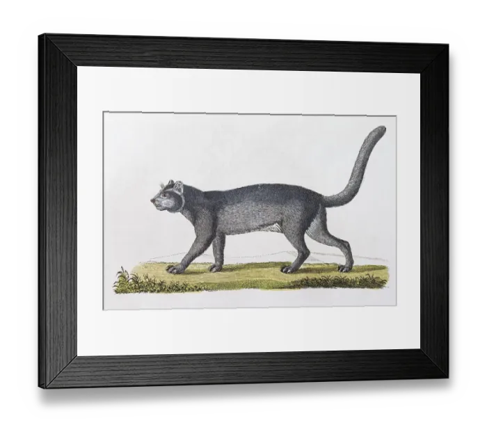 Framed Print : Jaguarundi (Felis Yaguarundi Lacep)