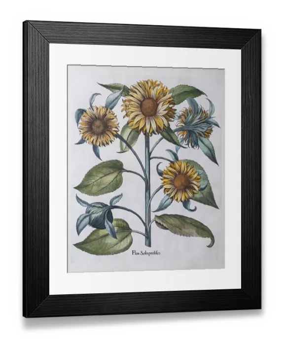 Framed Print : Multiflowered Sunflower (Helianthus annuus) Framed Print : Multiflowered Sunflower (Helianthus annuus)
