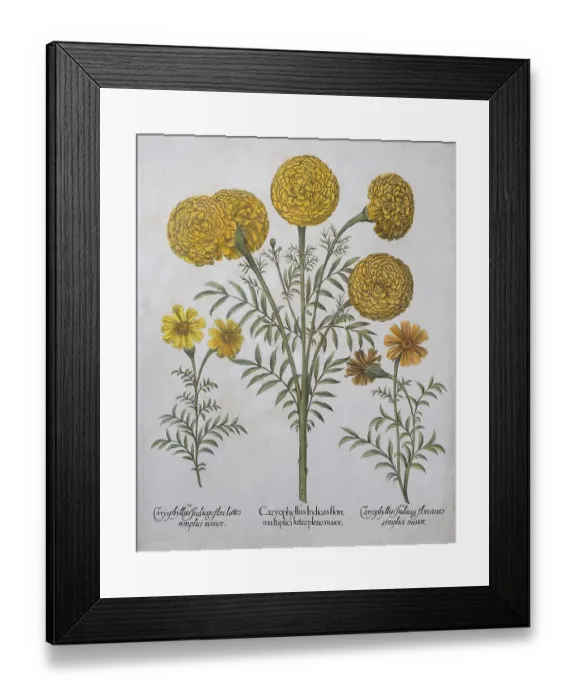 Framed Print : Marigold (Tagetes), hand coloured copper engraving by Basilius Besler Framed Print : Marigold (Tagetes), hand coloured copper engraving by Basilius Besler
