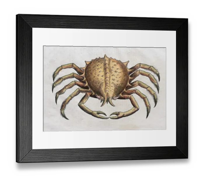 Framed Print : Crab (Brachyura), hand-coloured woodcut by Pietro Andrea Mattioli