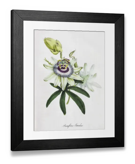 Framed Print : Passion-flower (Passiflora), from Plantae Utiliores or Illustrations of useful plants