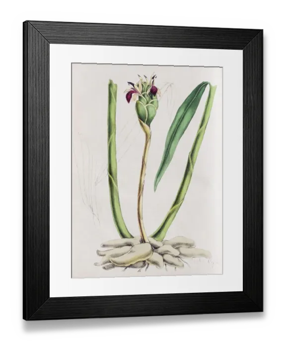 Framed Print : Ginger plant (Zingiber officinale)